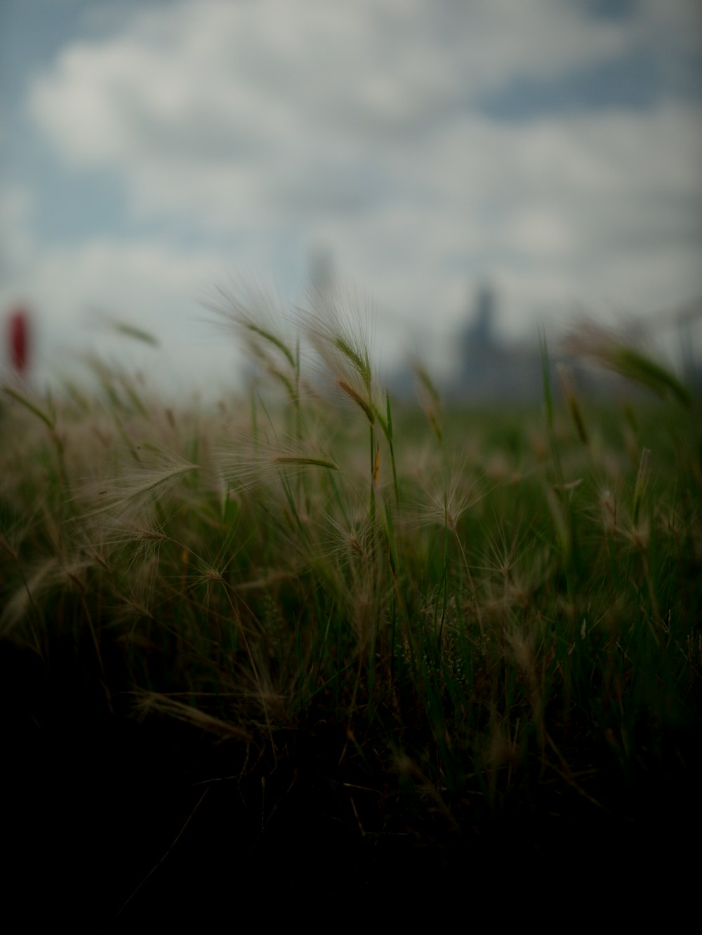 a blurry photo of a field of grass