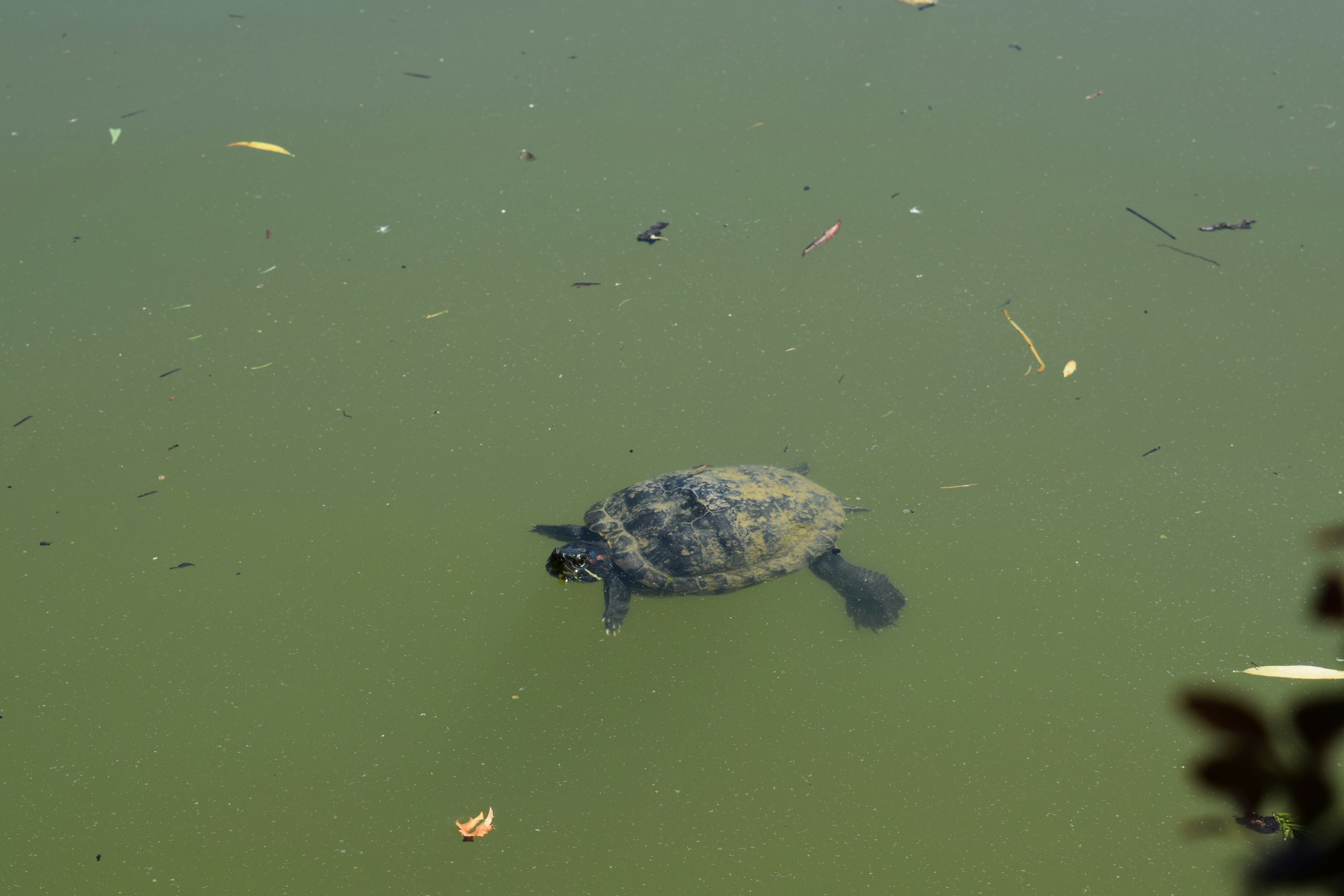 Peaceful Paddlers: Turtles (image credits: unsplash)