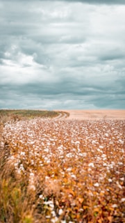 A scenic view of saffron flowers in a lush field.