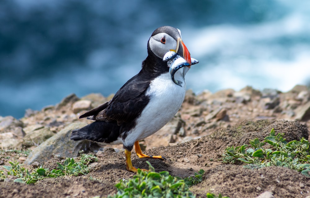 a puffy bird standing on top of a rocky hillside