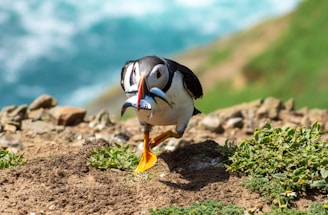a puffin bird with a fish in it's beak