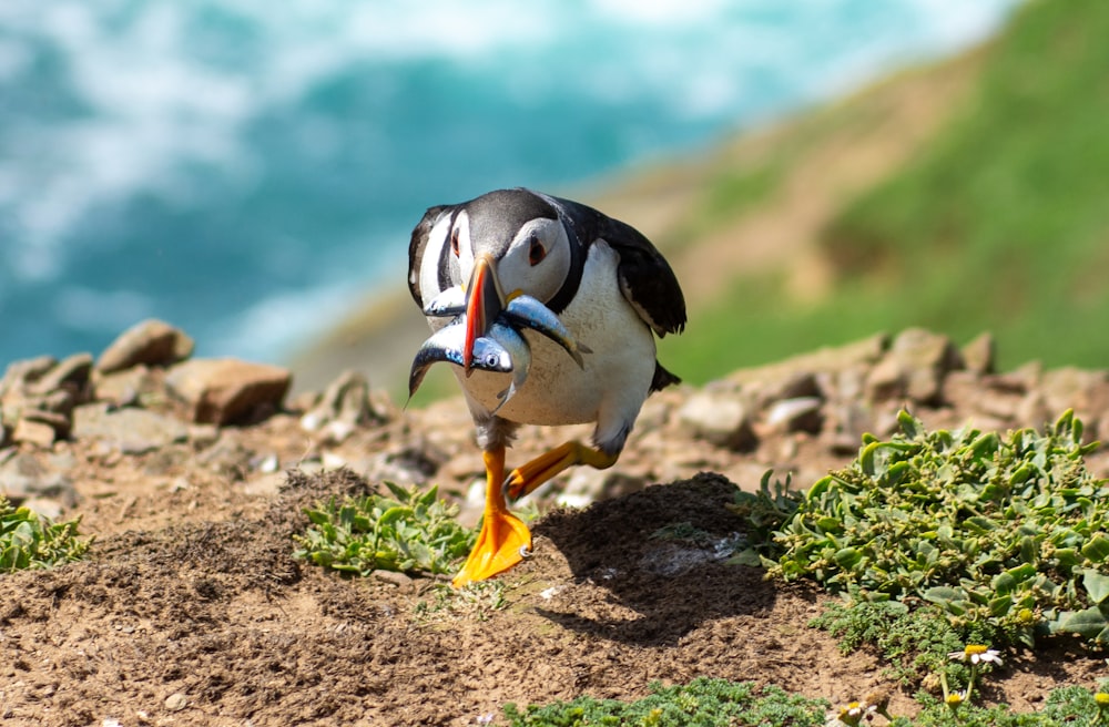 Un pájaro hinchado con un pez en el pico