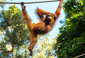 An orangutan swinging gracefully from vine to vine under the canopy of tall jungle trees.