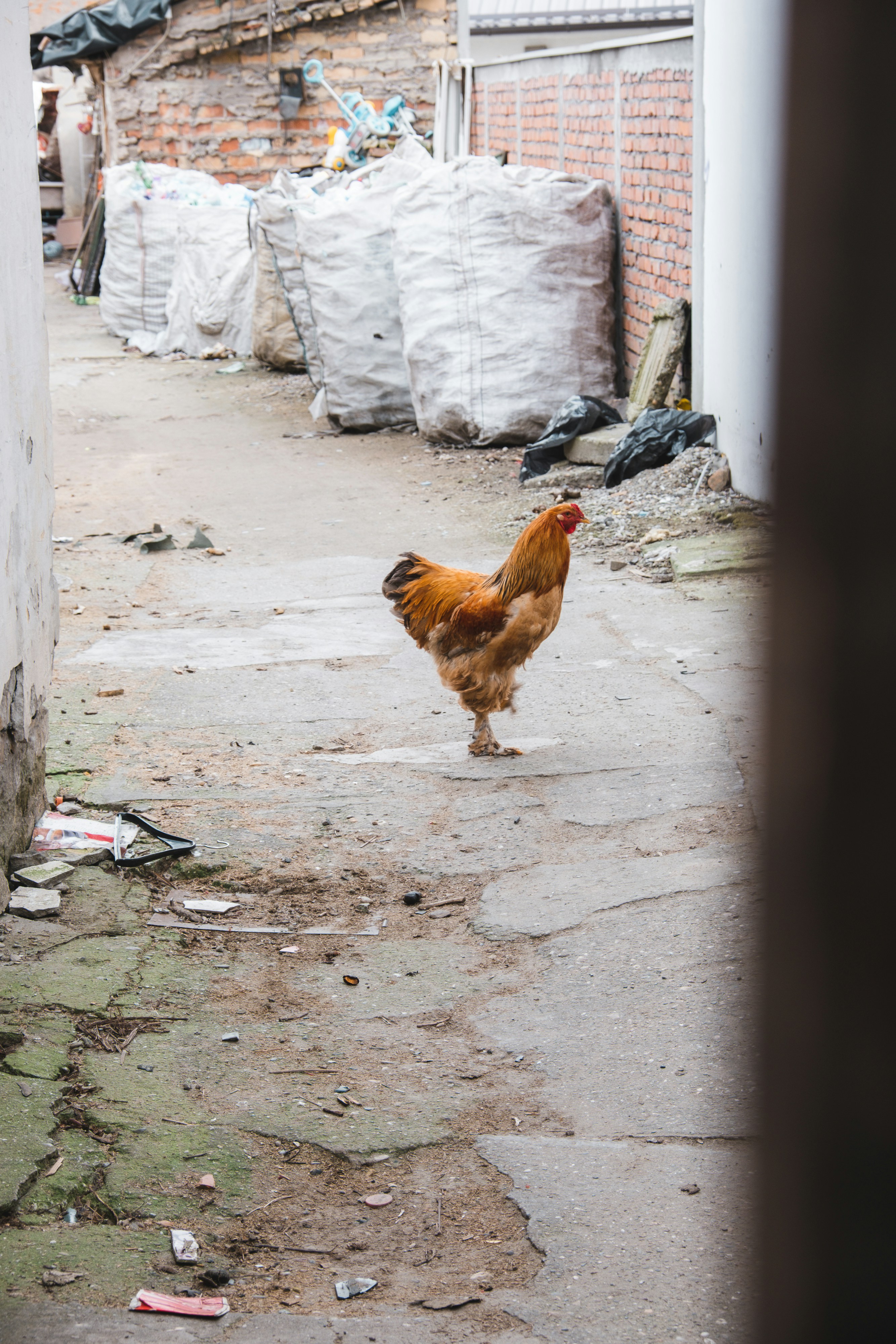 Un pollo che cammina lungo una strada vicino a un edificio