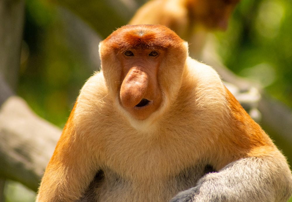 a close up of a monkey on a tree branch