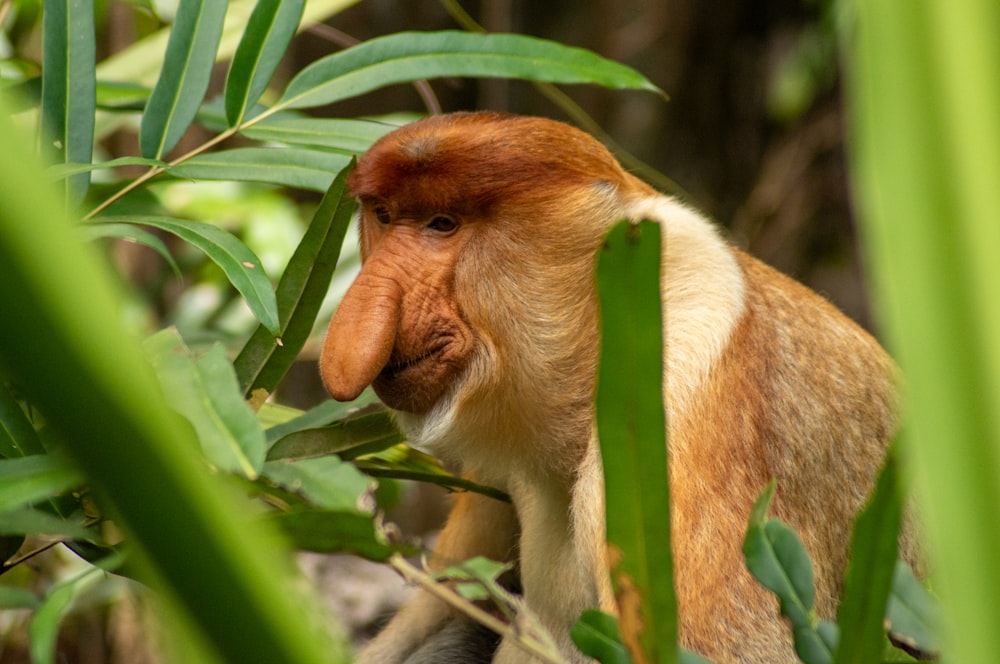 a close up of a monkey in a tree