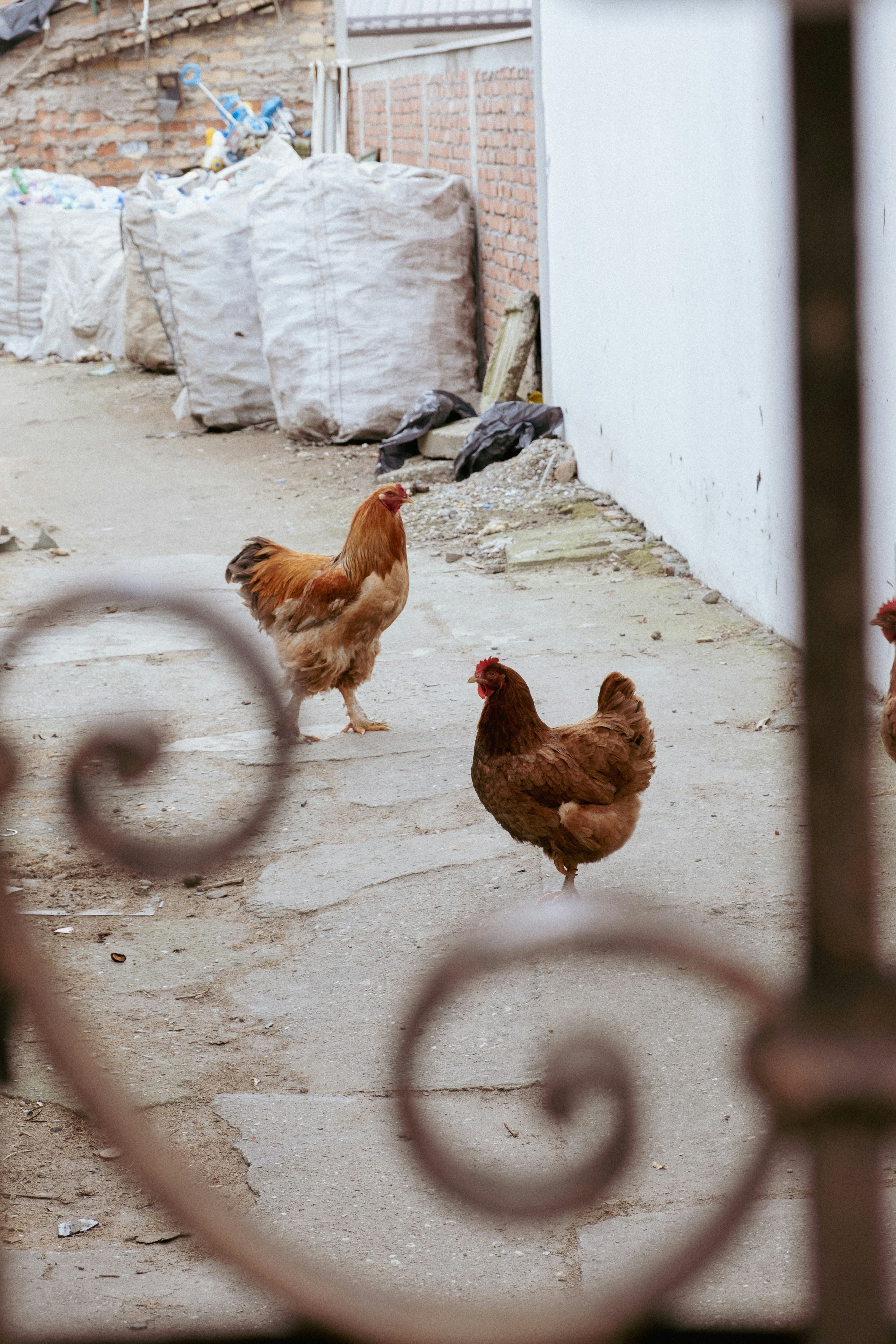 Photo by julinda_photos