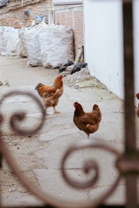 Three chickens roam around a courtyard area, featuring stone pavement and a brick wall partially covered by a white textured wall. Large white bags are stacked in the background, suggesting a storage or construction setting. The view is partially framed by intricate metal scrollwork.