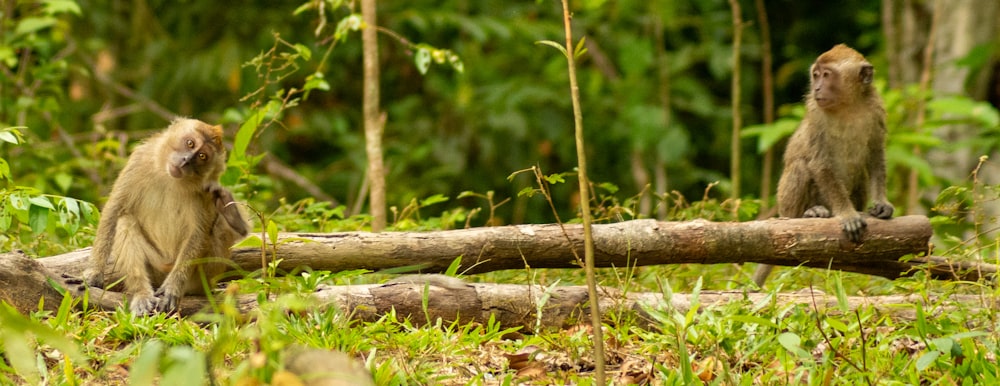 two monkeys sitting on a log in the woods