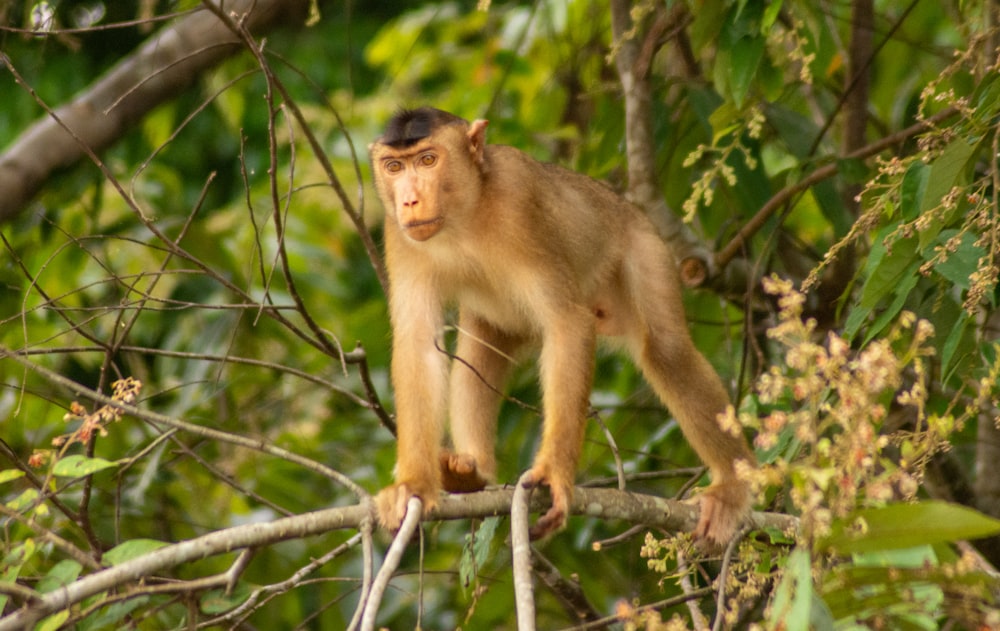 a monkey sitting on a tree branch in a forest