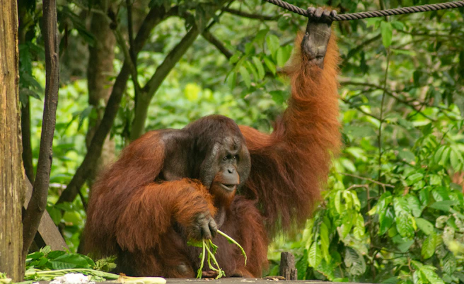 an orangutan hanging from a rope in a forest