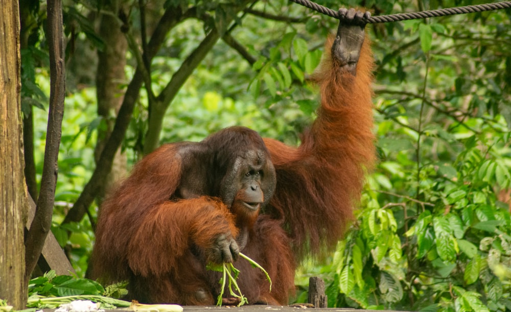 an orangutan hanging from a rope in a forest