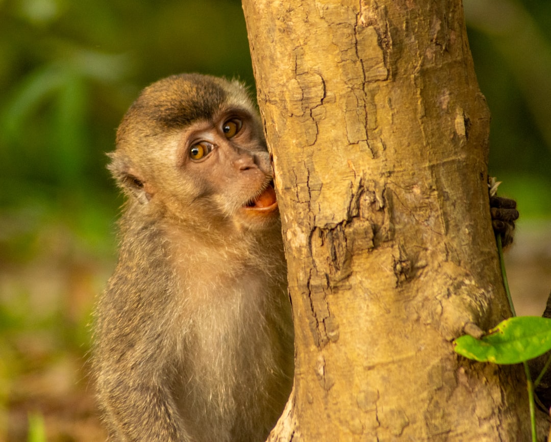 a monkey that is standing next to a tree,