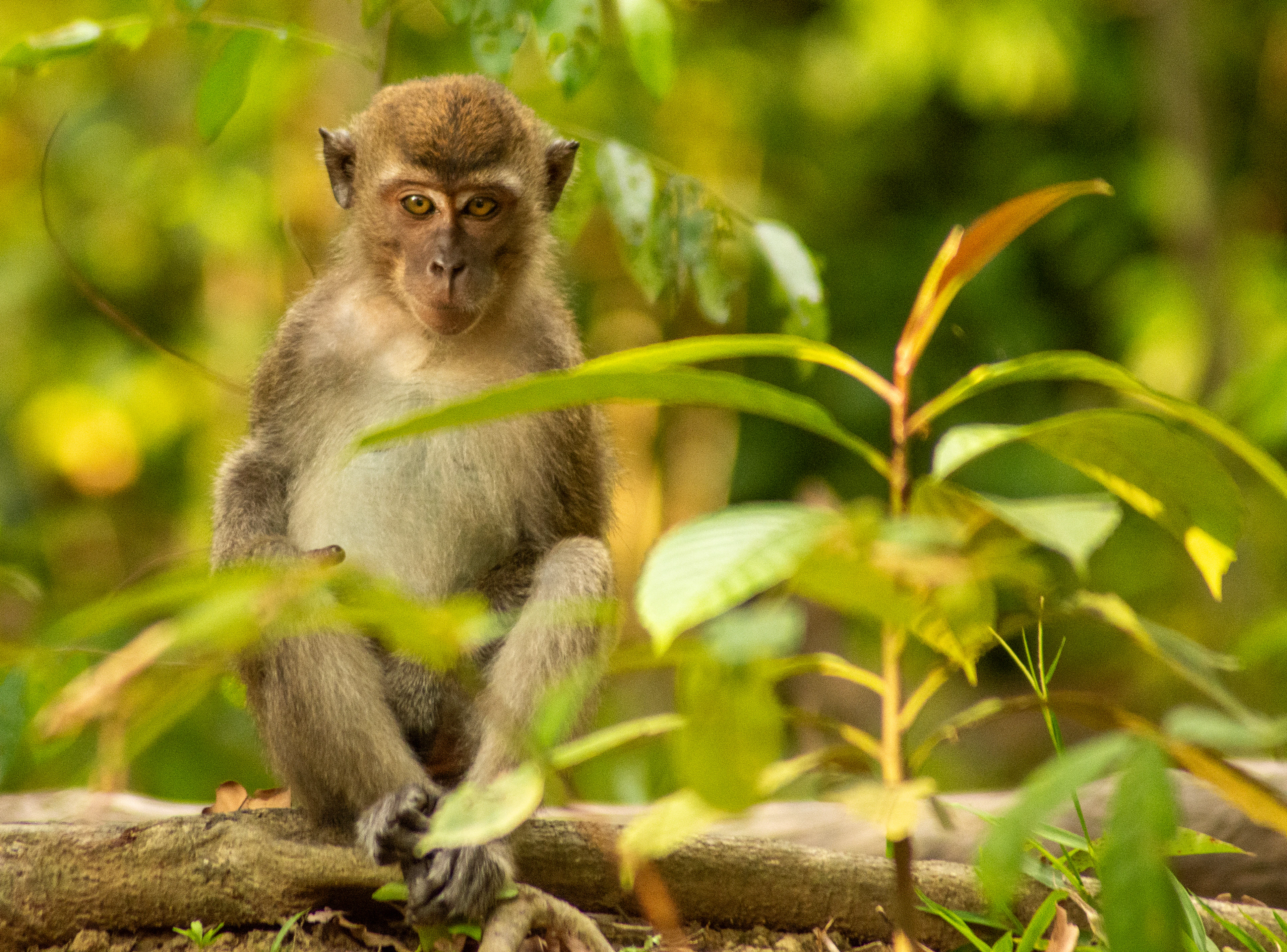 A long-tailed macaque sitting on a log in the forest by the Kinabatangan River