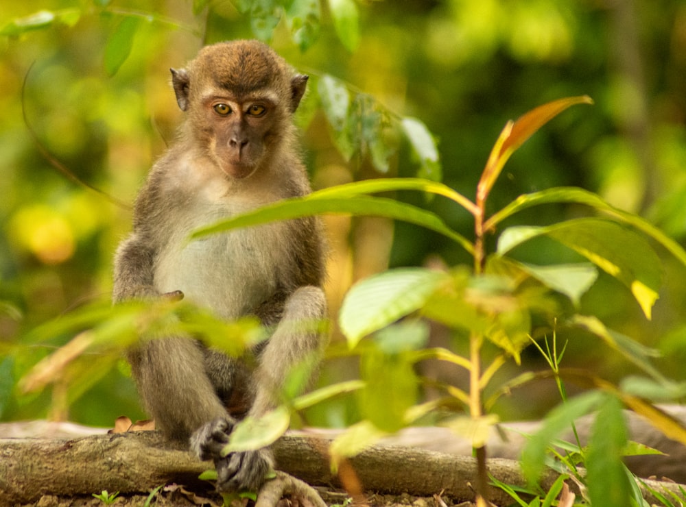 a monkey sitting on a log in the woods