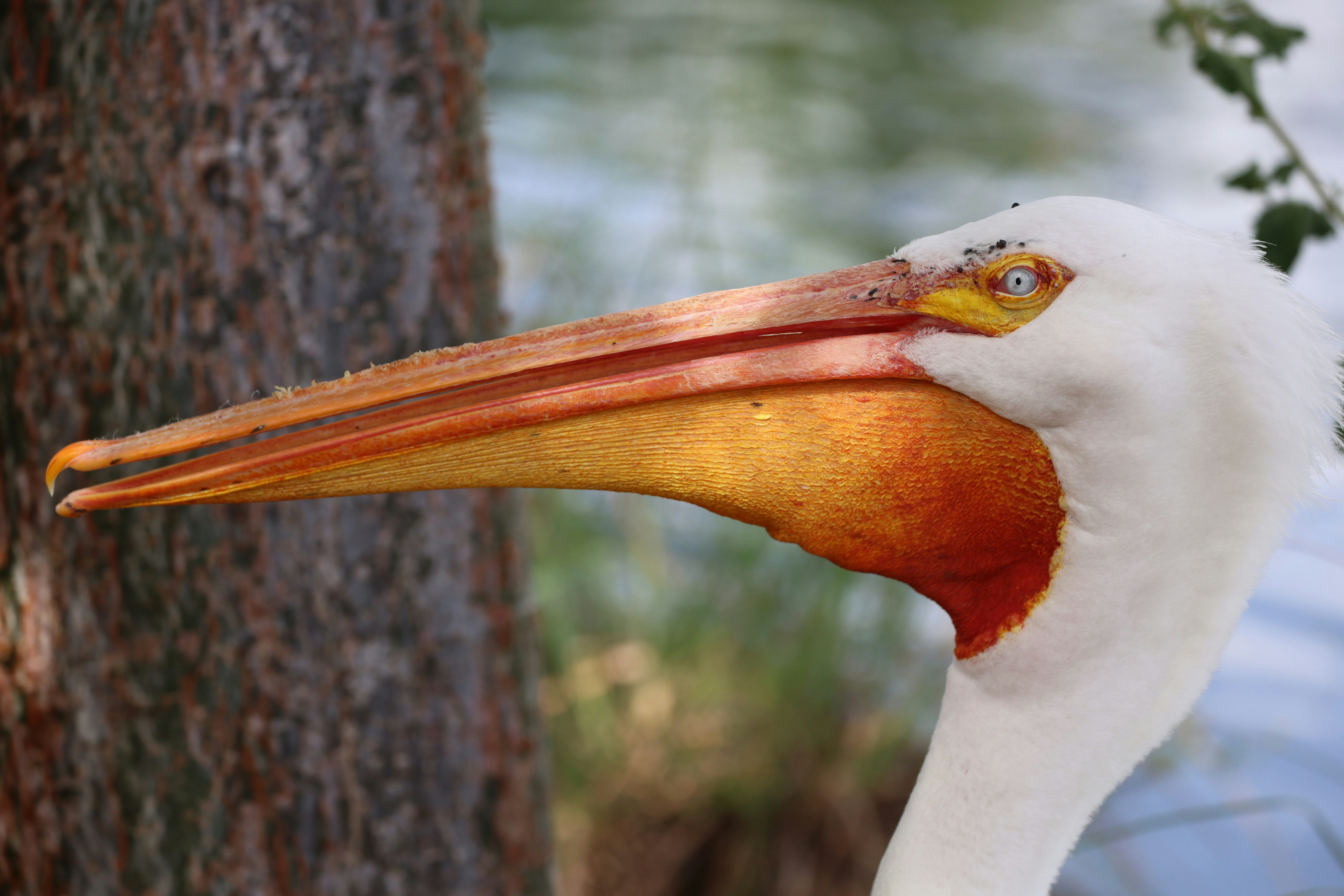 A bird at the Miami Zoo.