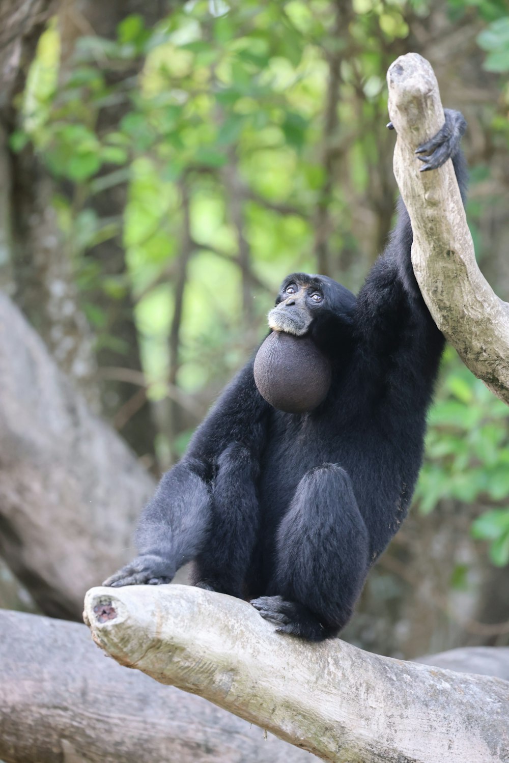 a monkey is sitting on a tree branch