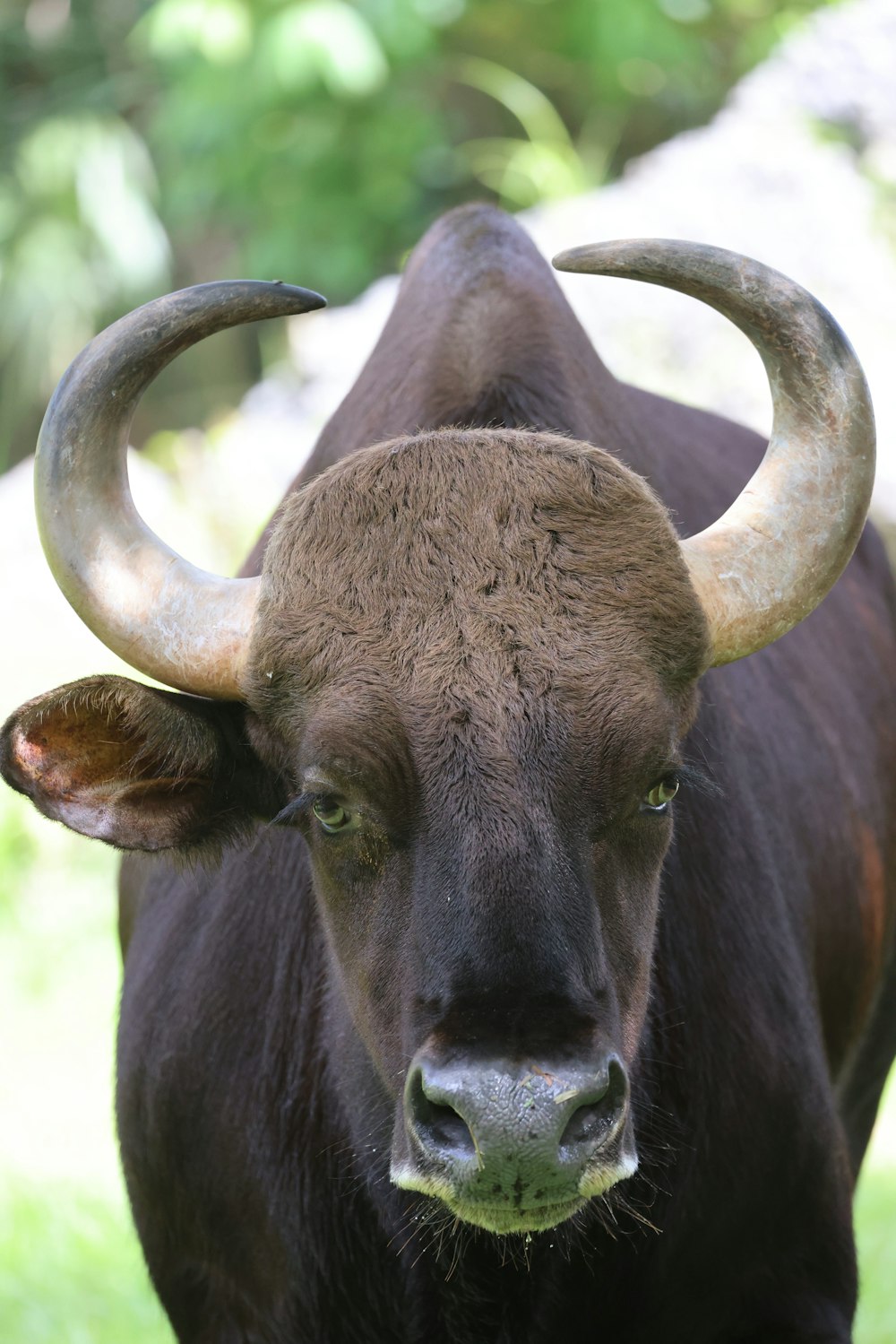 a bull with large horns standing in the grass