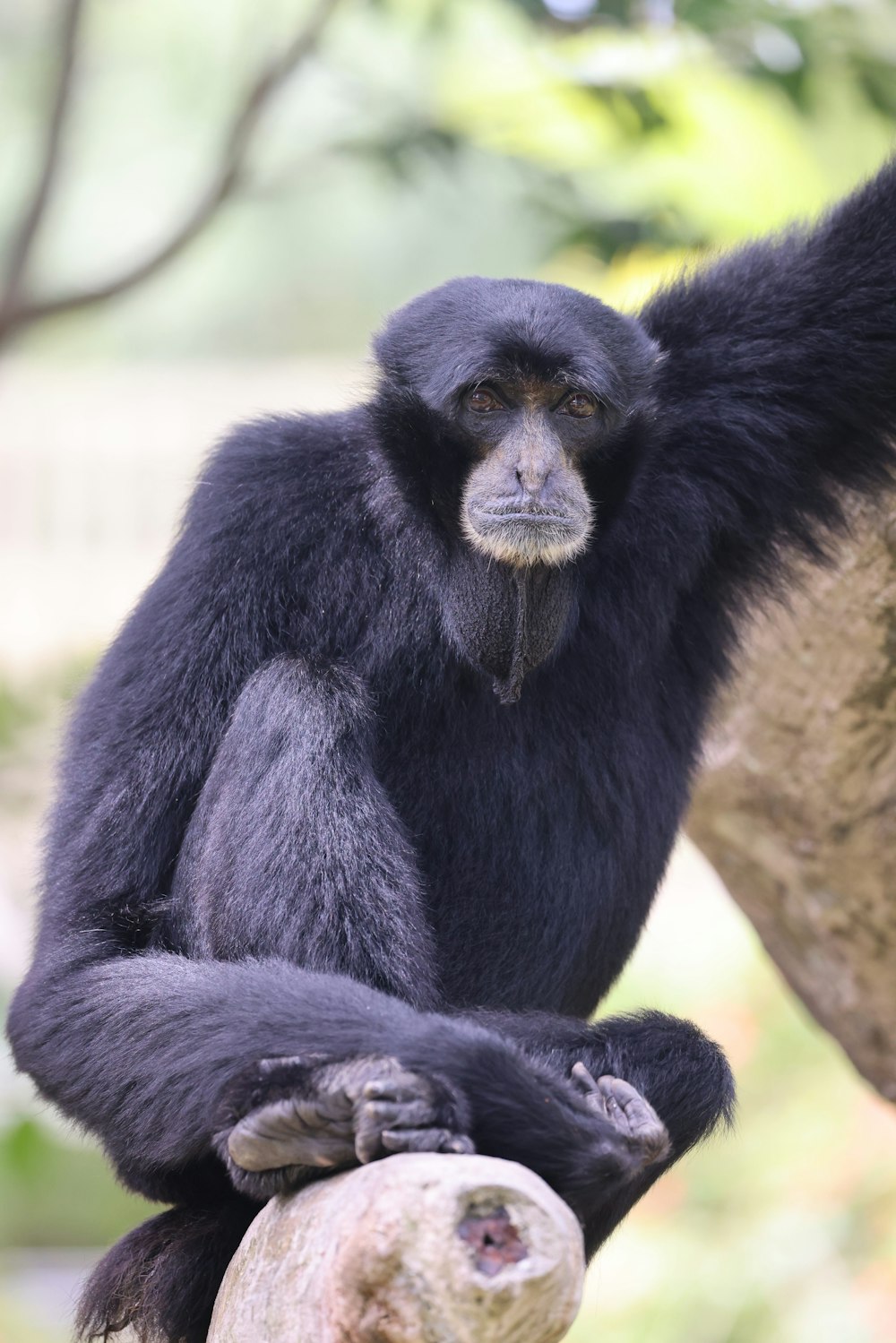 a black monkey sitting on top of a rock