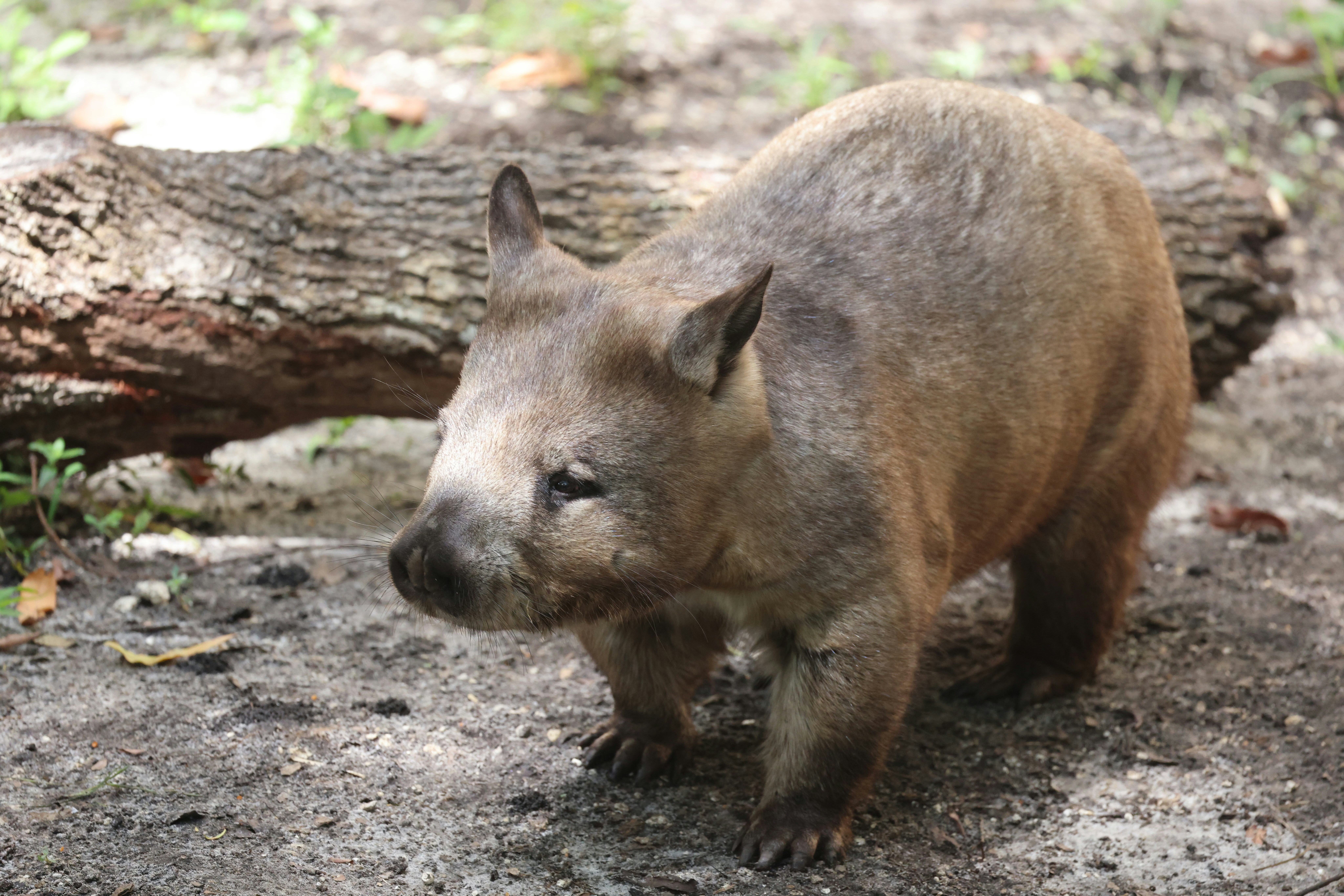 Photo by thephotochad