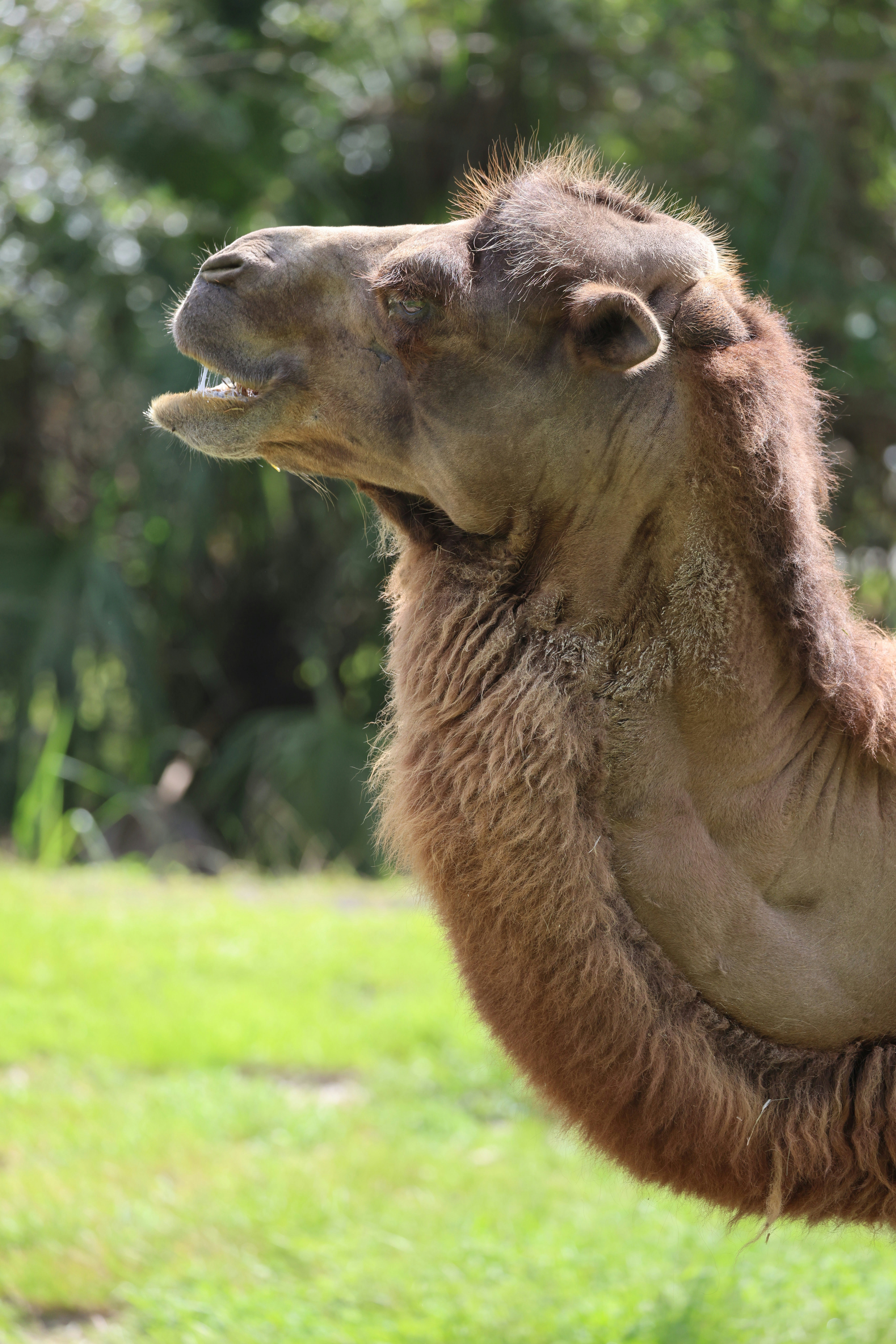 a close up of a camel in a field