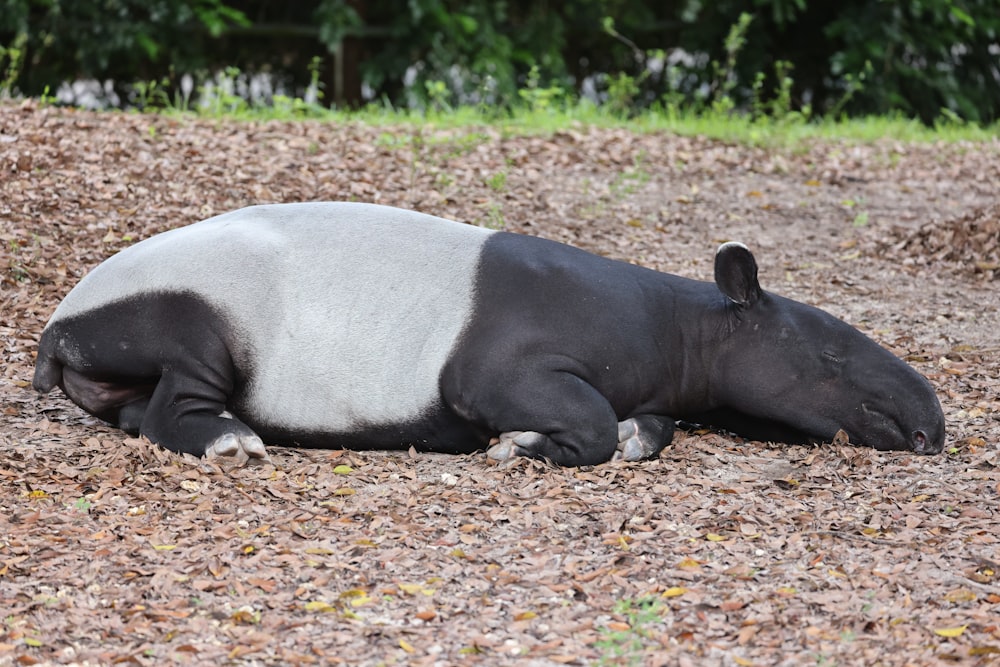 a black and white animal laying on top of a pile of leaves