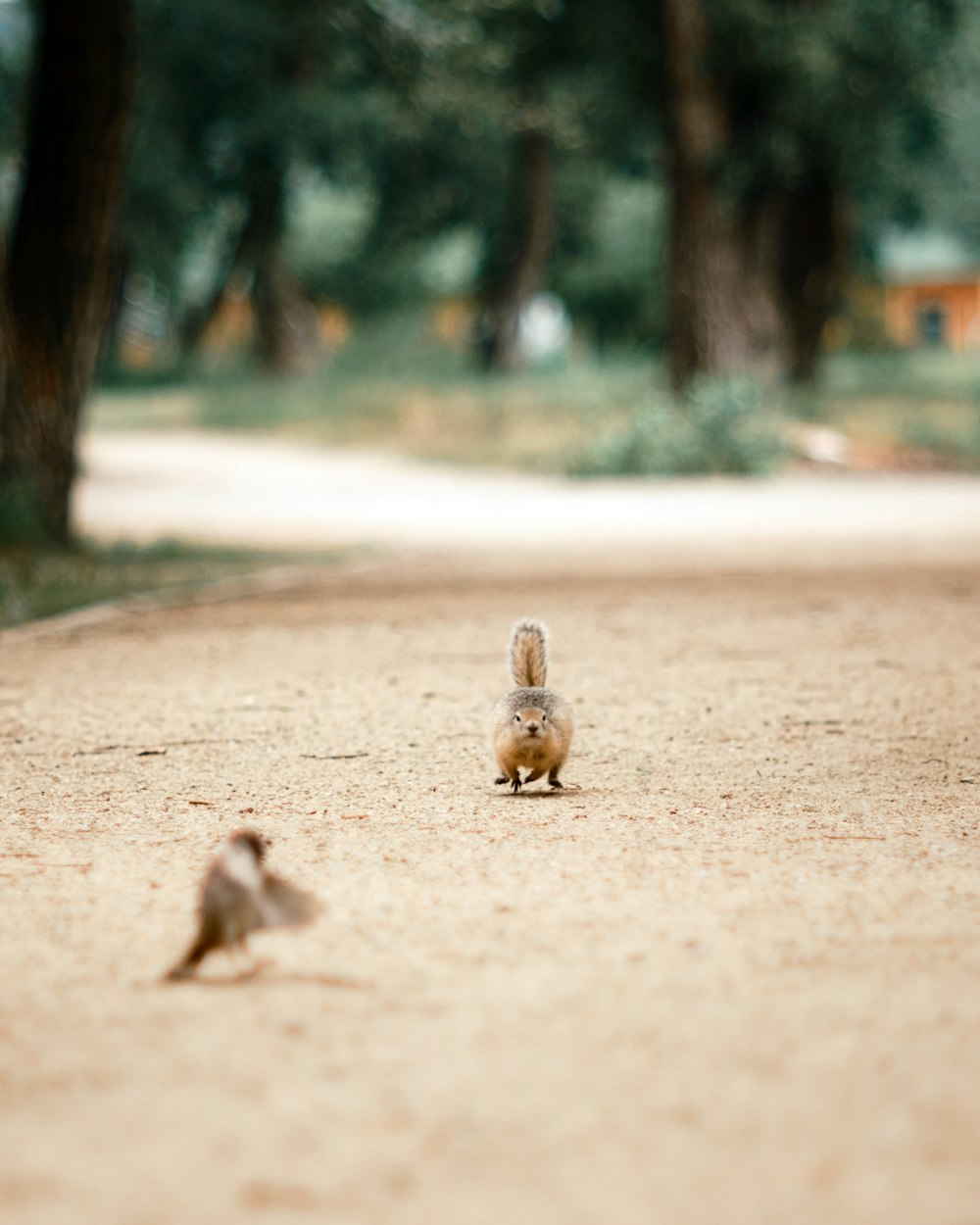 a couple of small birds standing on a dirt road