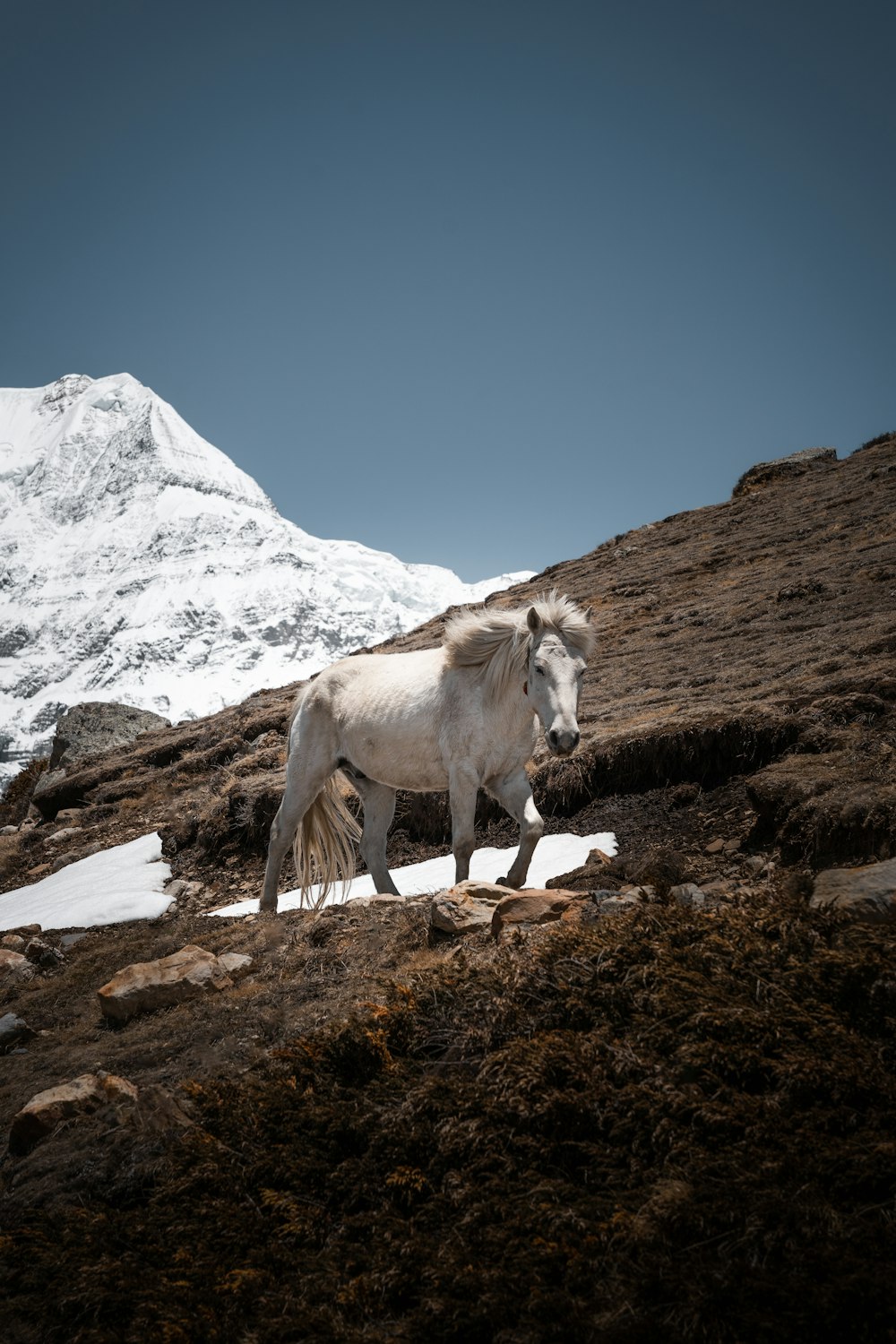 um cavalo branco no topo de uma montanha coberta de neve