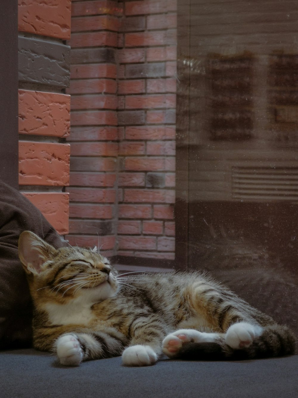 a cat laying on the ground next to a window