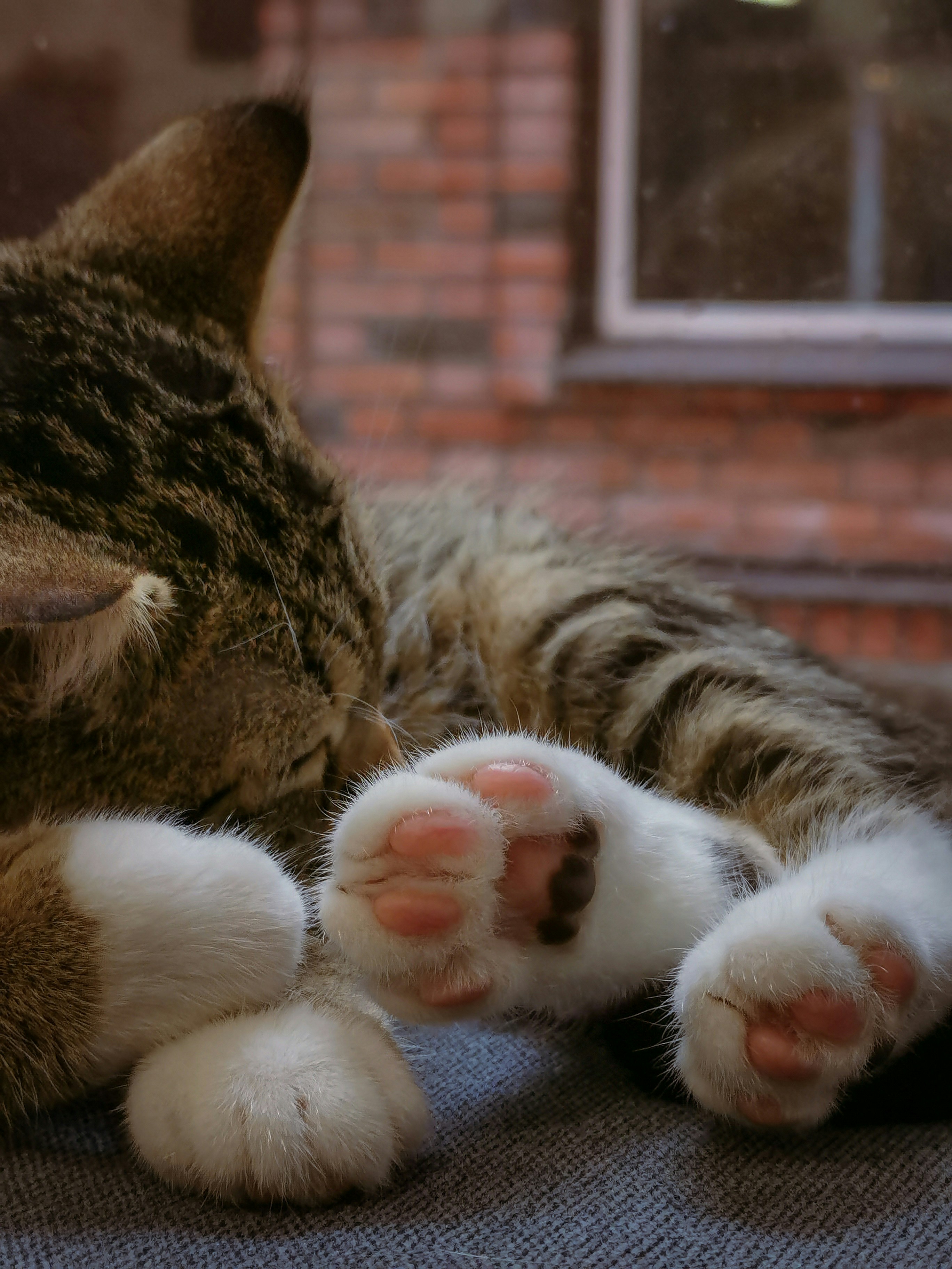 Un gato acostado encima de un sofá junto a una ventana