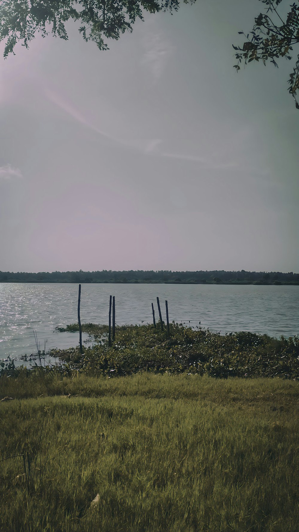 a body of water sitting next to a lush green field