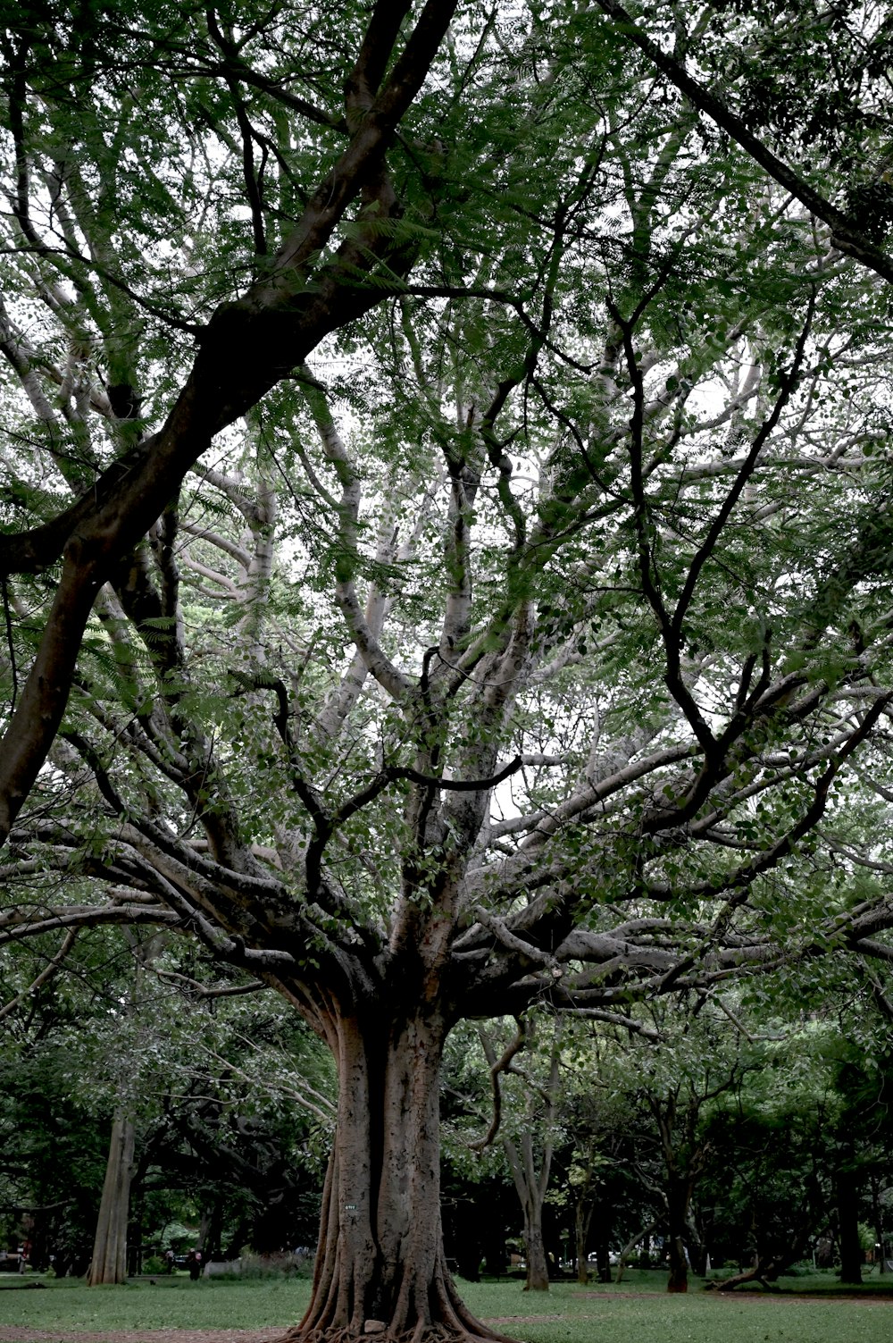 a large tree in a park filled with lots of trees