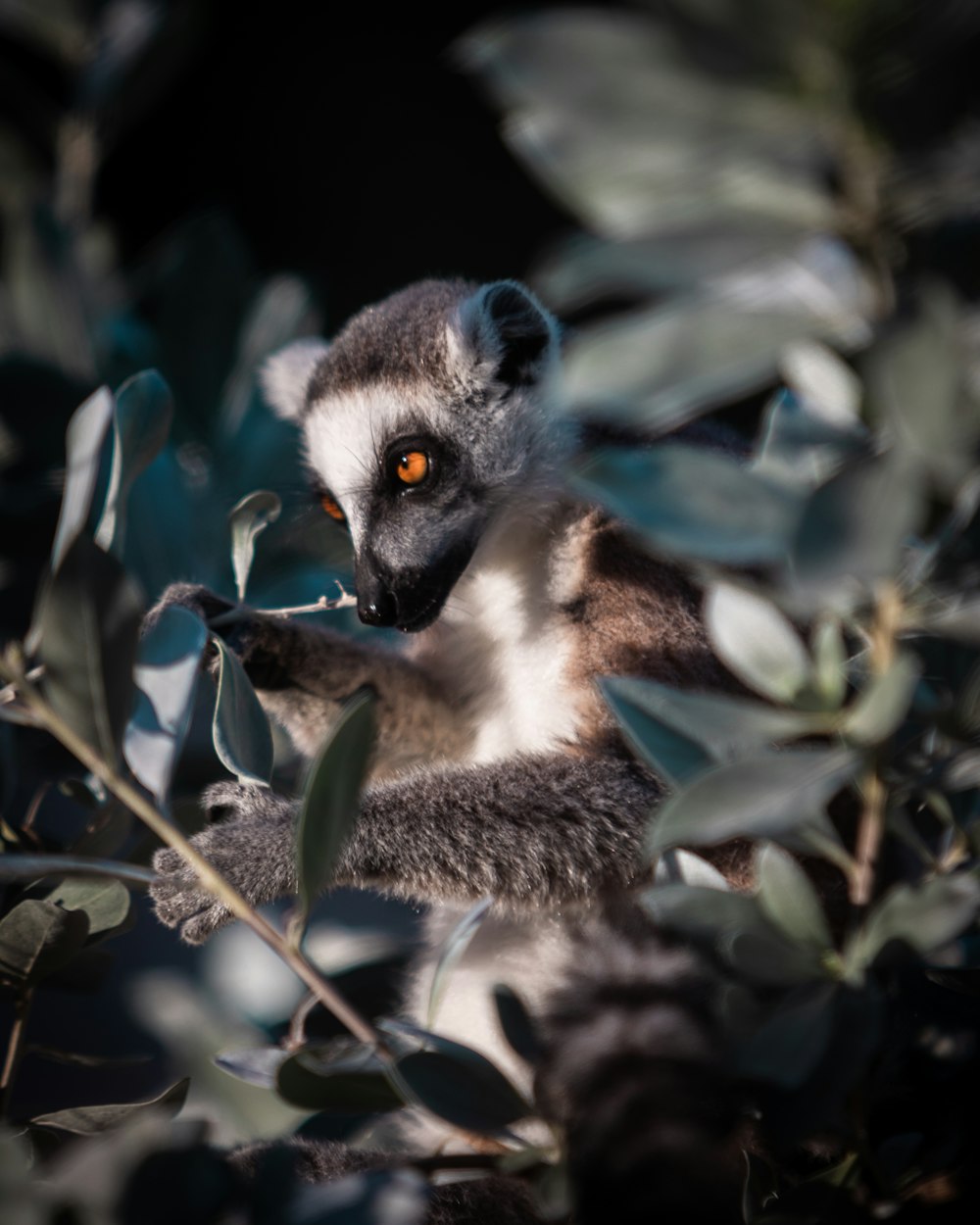 a close up of a small animal in a tree