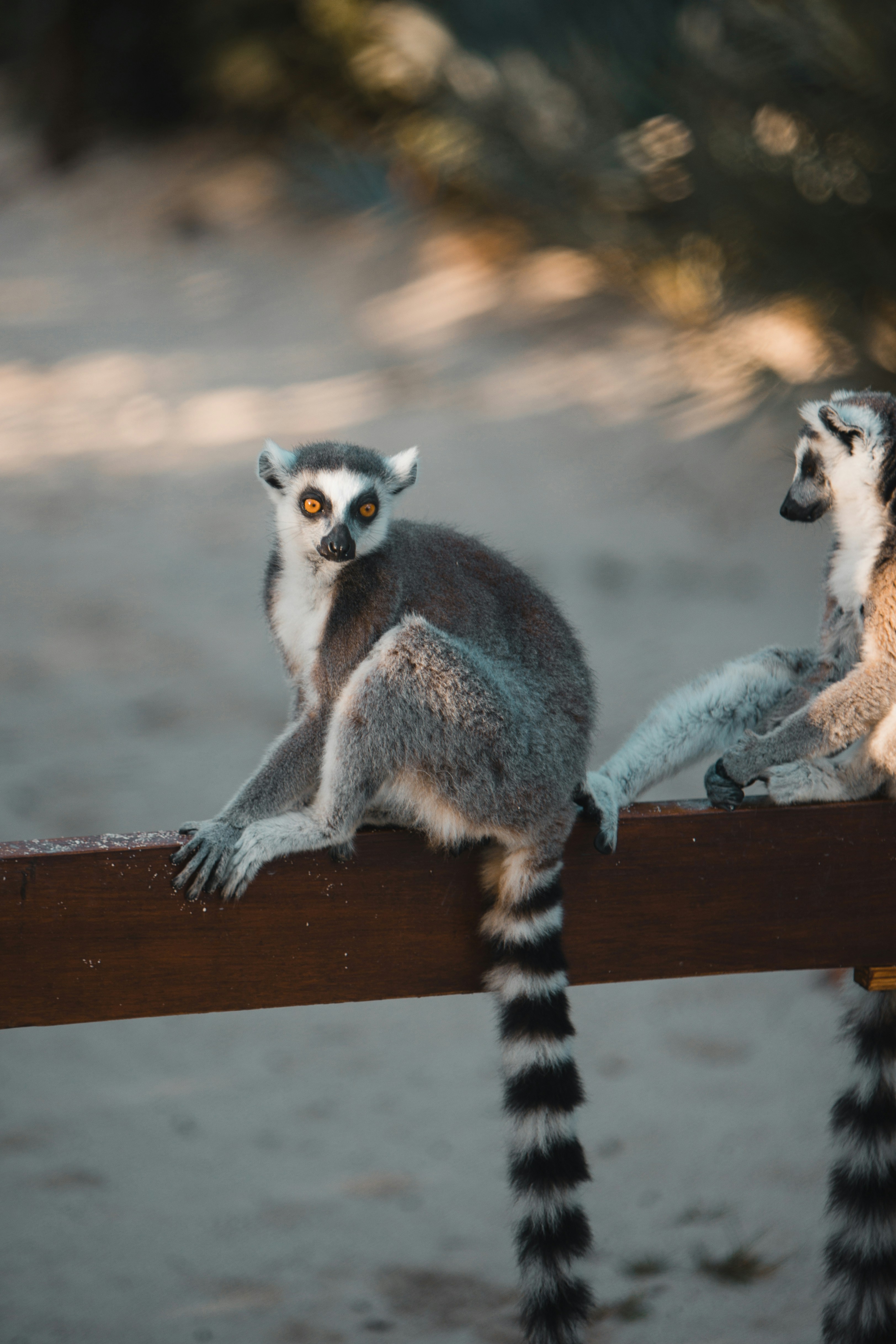 Fighting Extinction One Animal at a Time (image credits: unsplash)