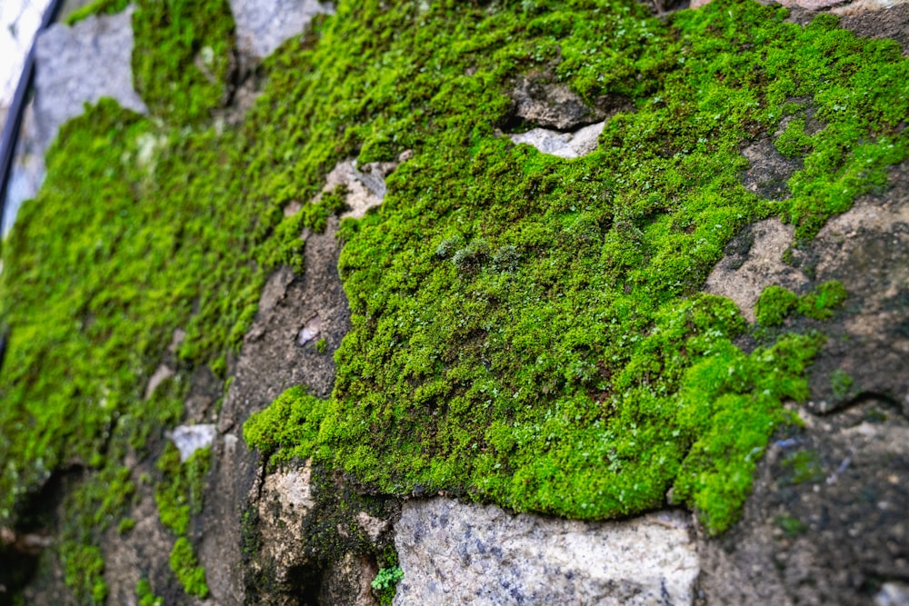 green moss growing on a rock wall