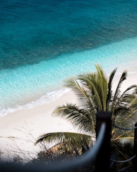 a view of a beach with a palm tree in the foreground