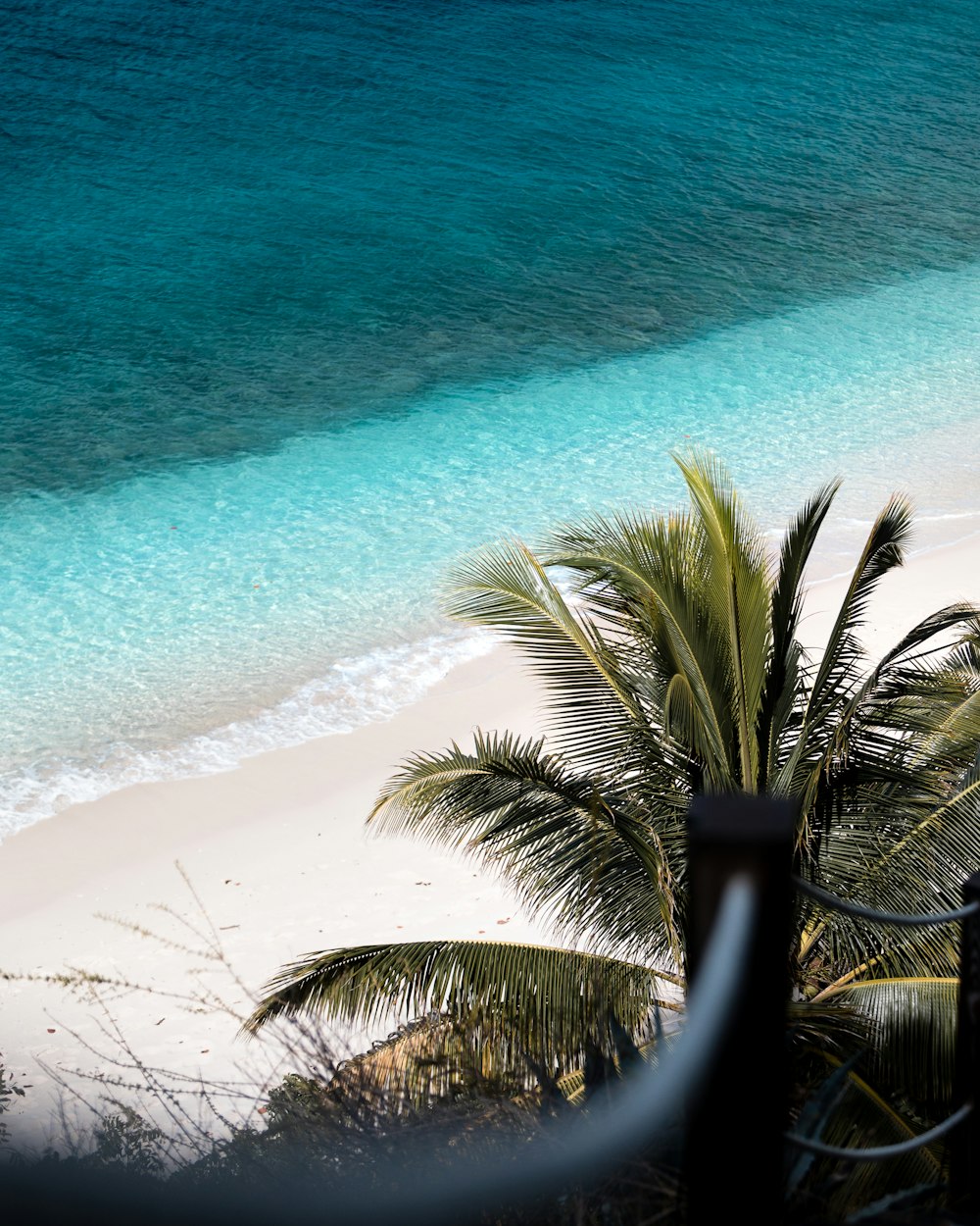 a view of a beach with a palm tree in the foreground