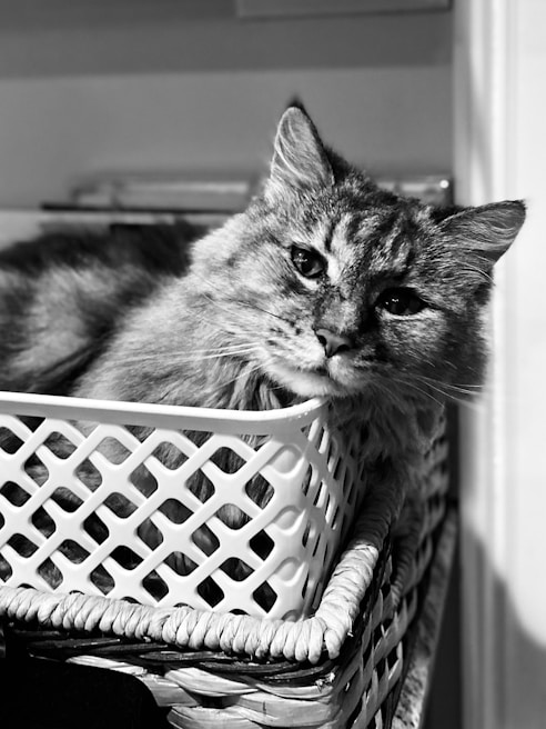 A fluffy white cat with a stylish haircut, comfortably perched in a cozy grooming basket.