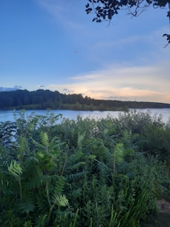 a body of water surrounded by trees and bushes