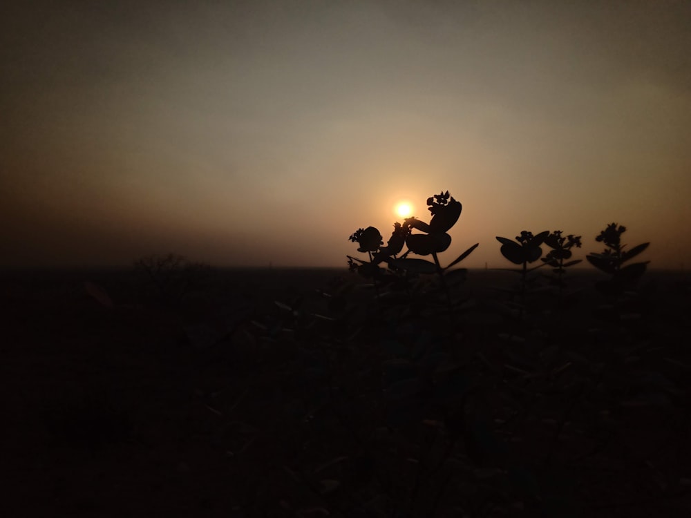 the sun is setting over a field of flowers