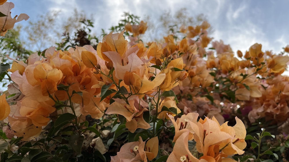 a bunch of flowers that are in the grass