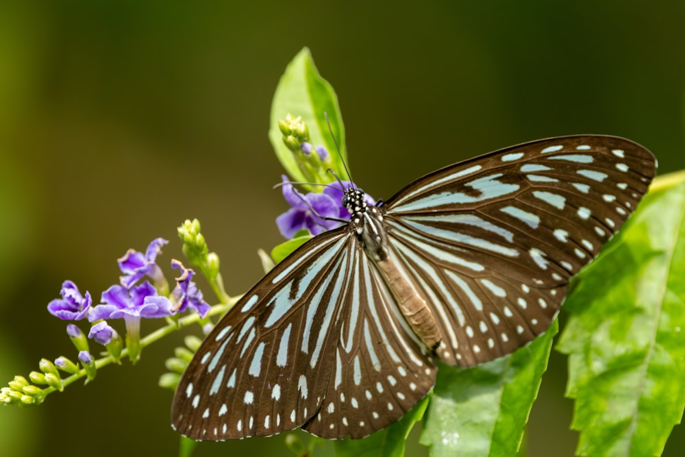 a butterfly sitting on top of a purple flower