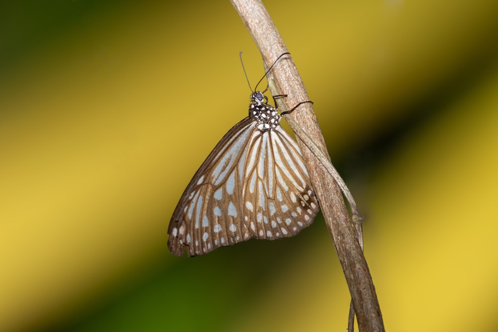 Una mariposa está sentada en una ramita
