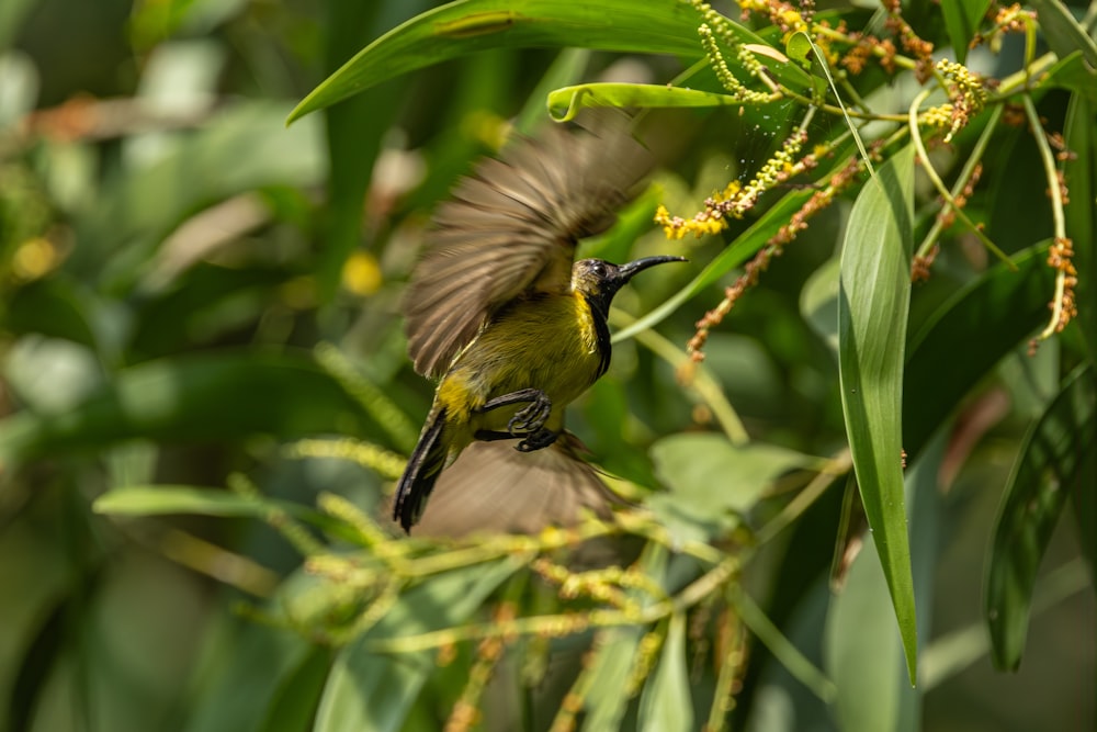 a small bird flying over a tree filled with green leaves