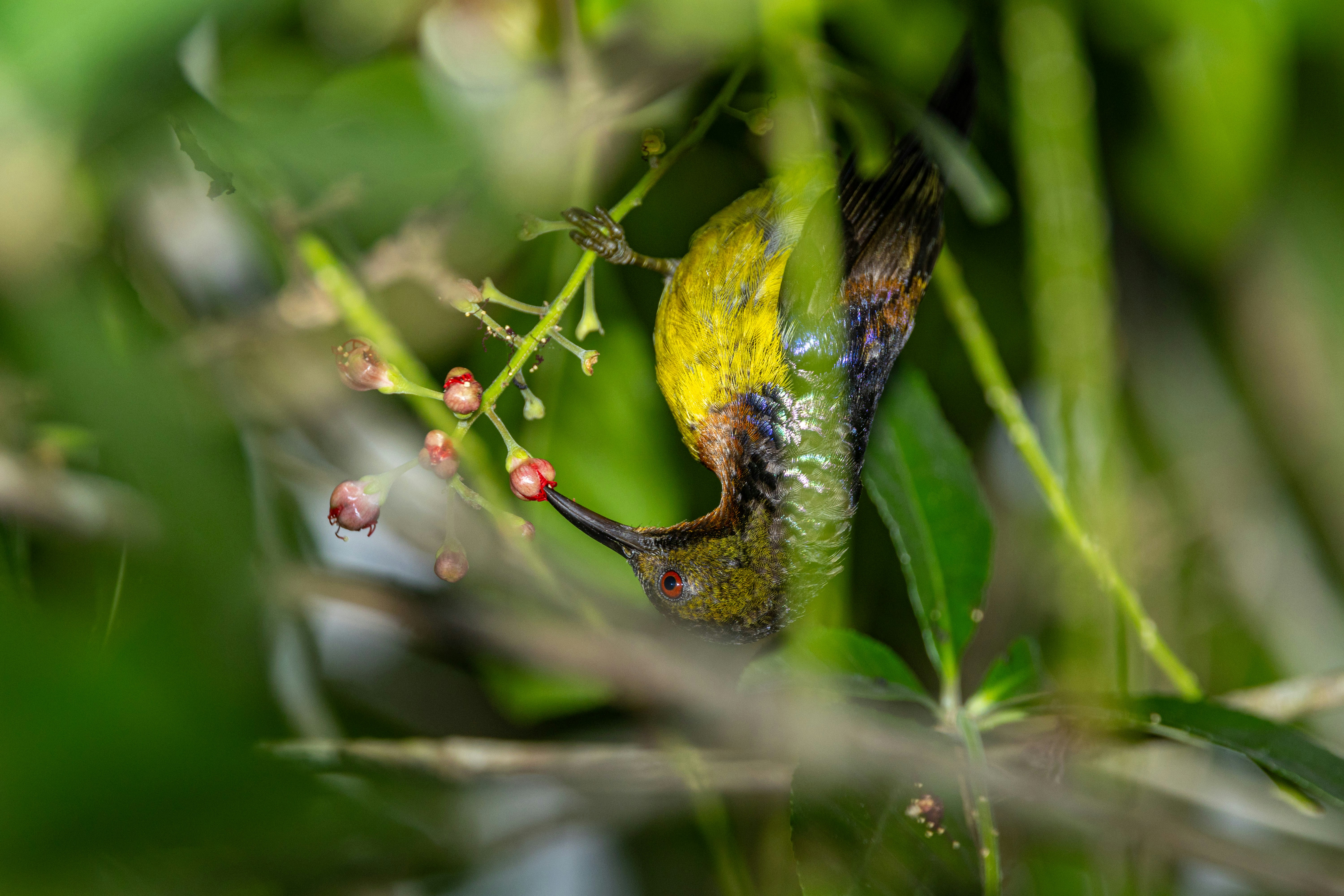 um beija-flor se alimentando de uma flor em uma árvore