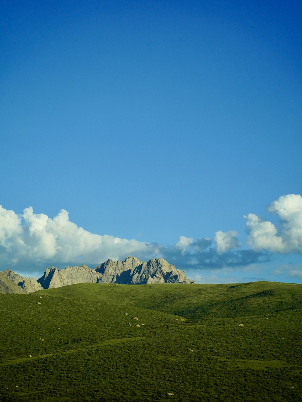 a large grassy field with a mountain in the background