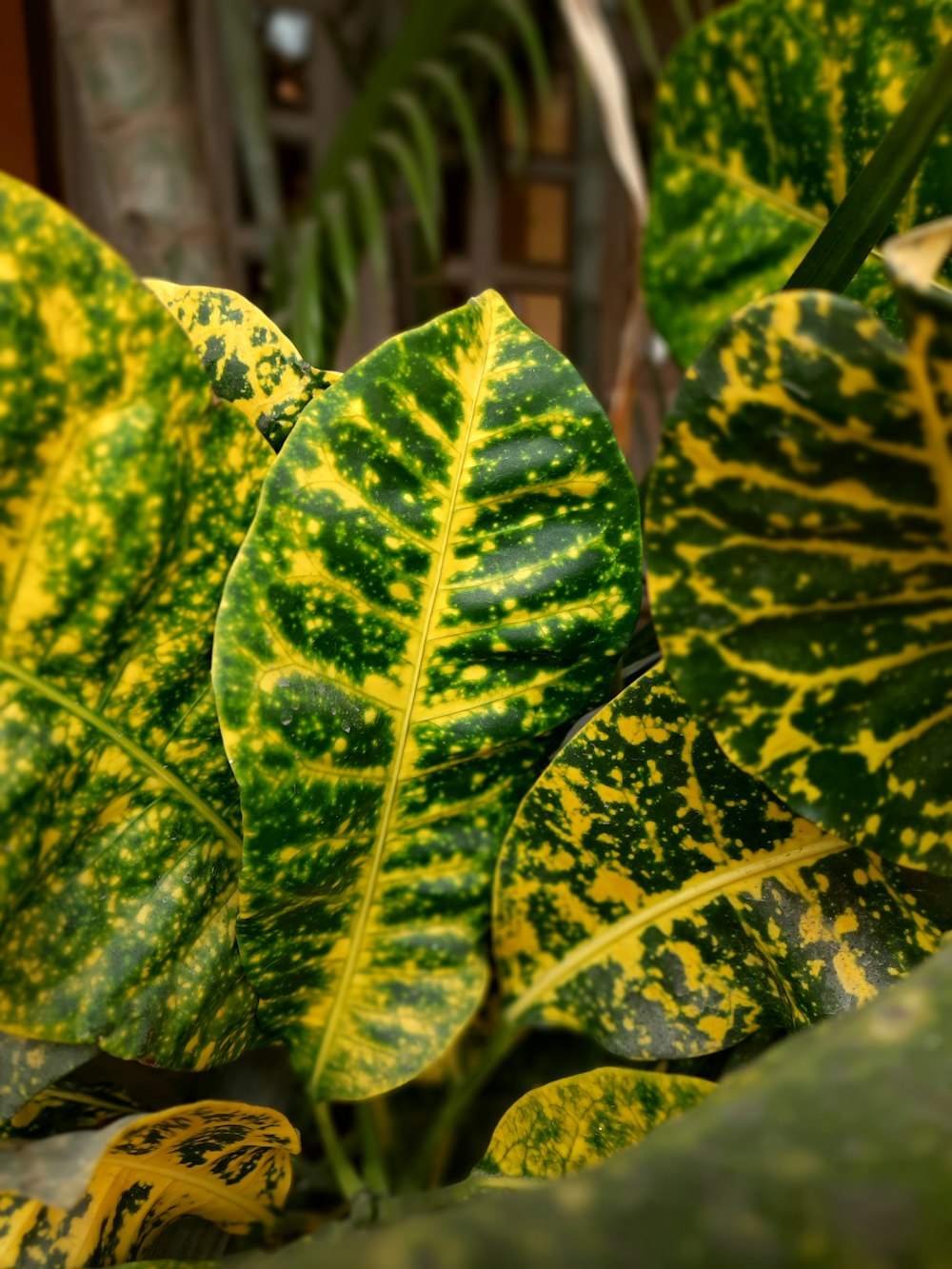 a close up of a green and yellow plant