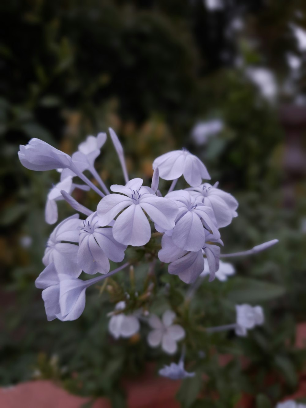 a close up of a bunch of white flowers