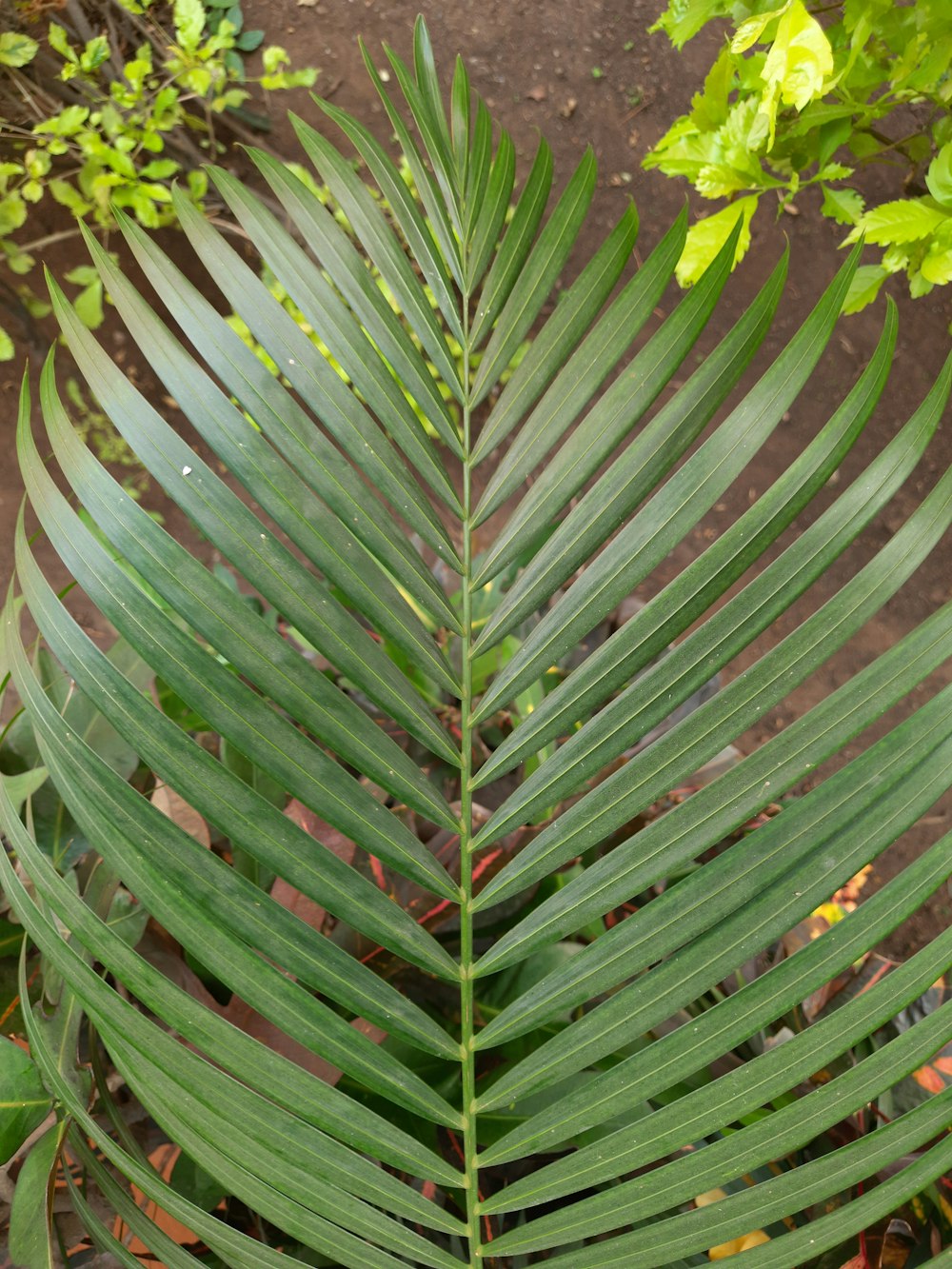 a large green palm leaf sitting on top of a lush green forest