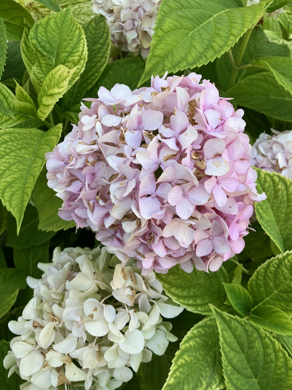 a cluster of pink and white flowers surrounded by green leaves